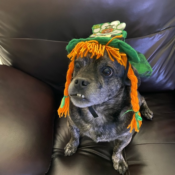 Top hat with braids... one size Pet shop - Picture 1 of 5